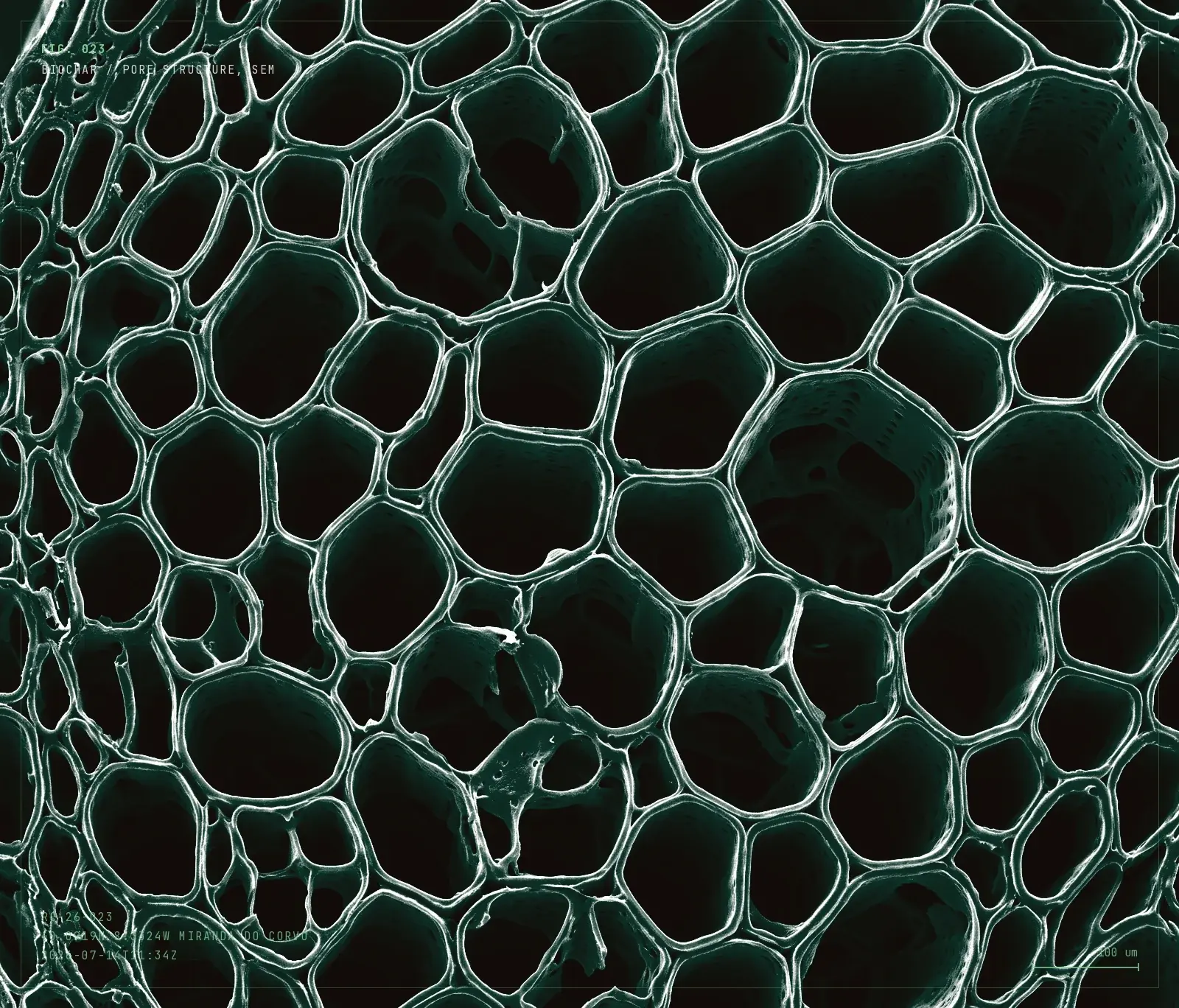 Illustration of biochar's porous honeycomb microstructure