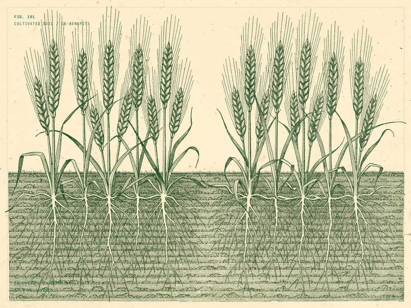 A soil cross-section threaded with black biochar granules and a single pale root.