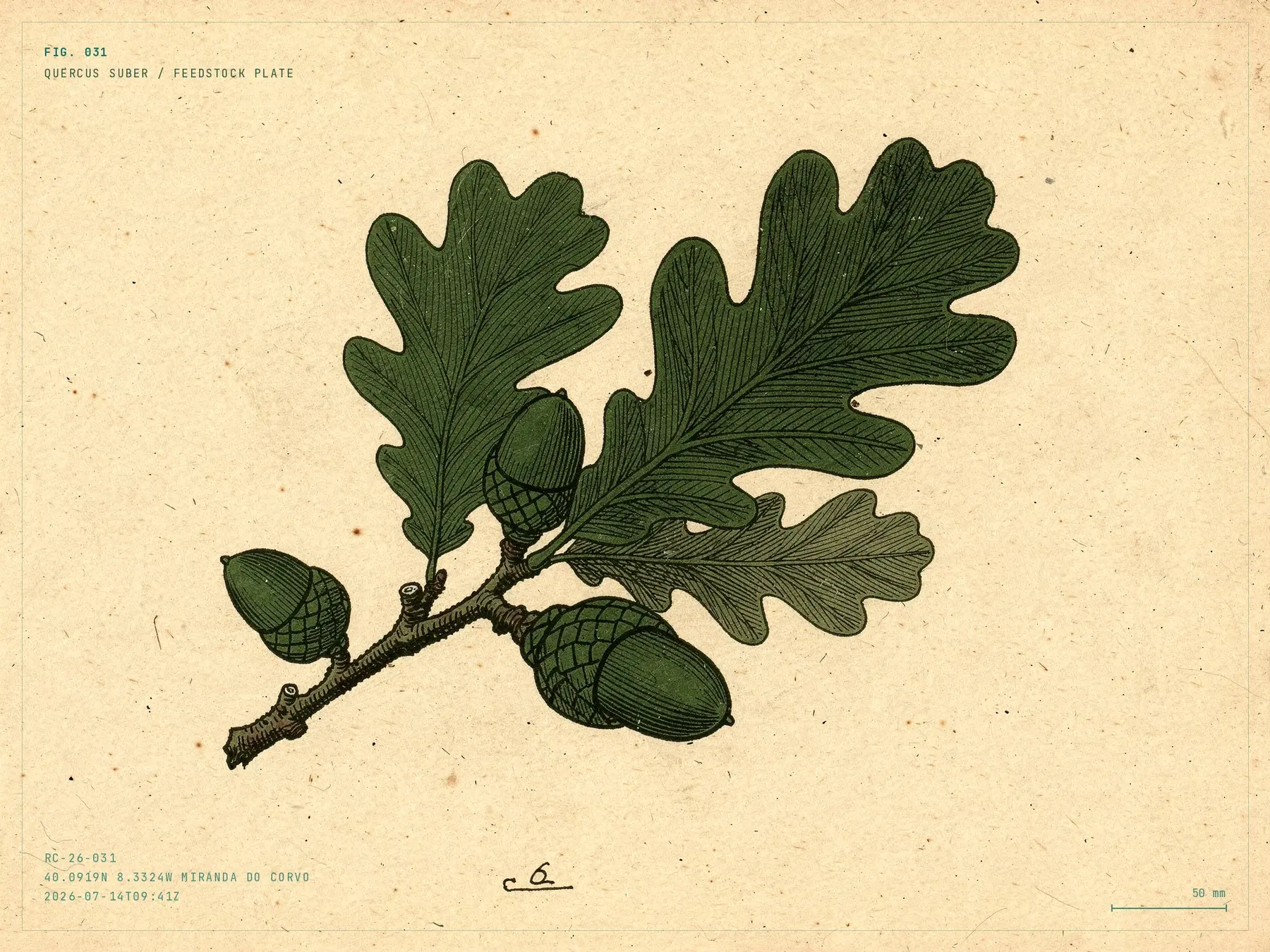 Field-plate specimen drawing of Quercus suber, cork oak — one of the feedstock species.